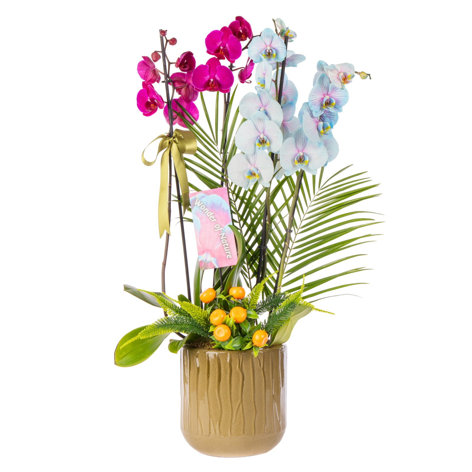 Color Fusion Orchid Premium Collection