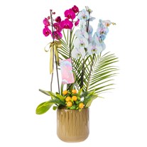 Color Fusion Orchid Premium Collection