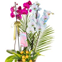 Color Fusion Orchid Premium Collection
