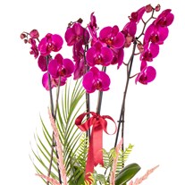Love Statement Orchid Luxury Design