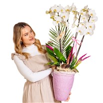 Imperial White Orchid Deluxe Collection