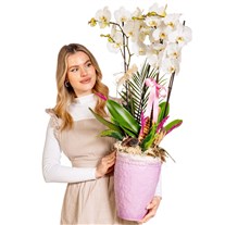 Imperial White Orchid Deluxe Collection