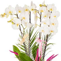 Imperial White Orchid Deluxe Collection