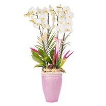 Imperial White Orchid Deluxe Collection