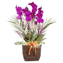 Exotic Fuchsia Orchid Aranjmanı