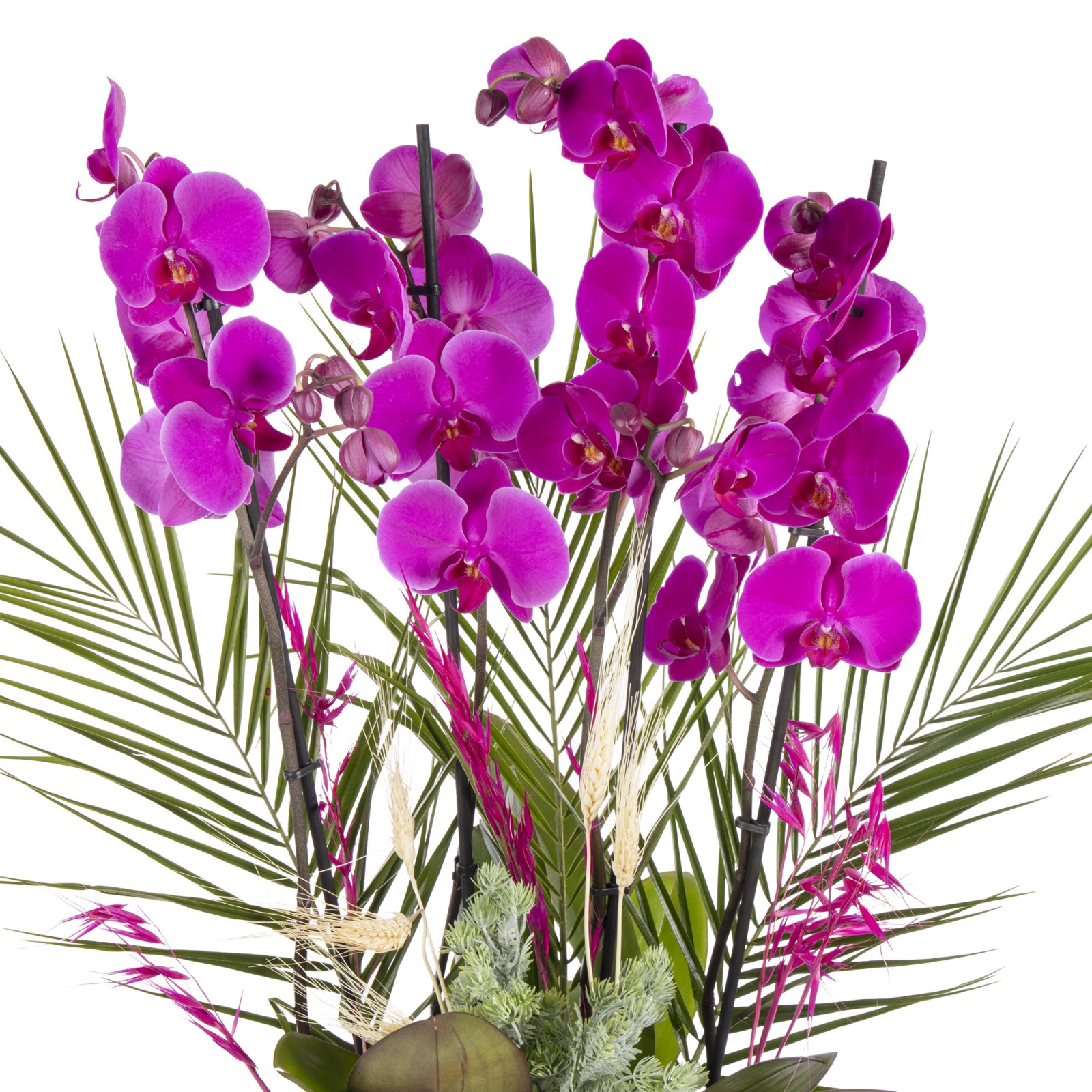 Exotic Fuchsia Orchid Aranjmanı