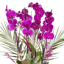 Exotic Fuchsia Orchid Aranjmanı