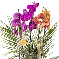 Sunset Basket Luxury Orkide