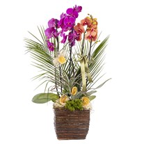 Sunset Basket Luxury Orkide