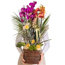 Sunset Basket Luxury Orkide