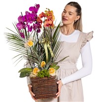 Sunset Basket Luxury Orkide