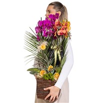Sunset Basket Luxury Orkide