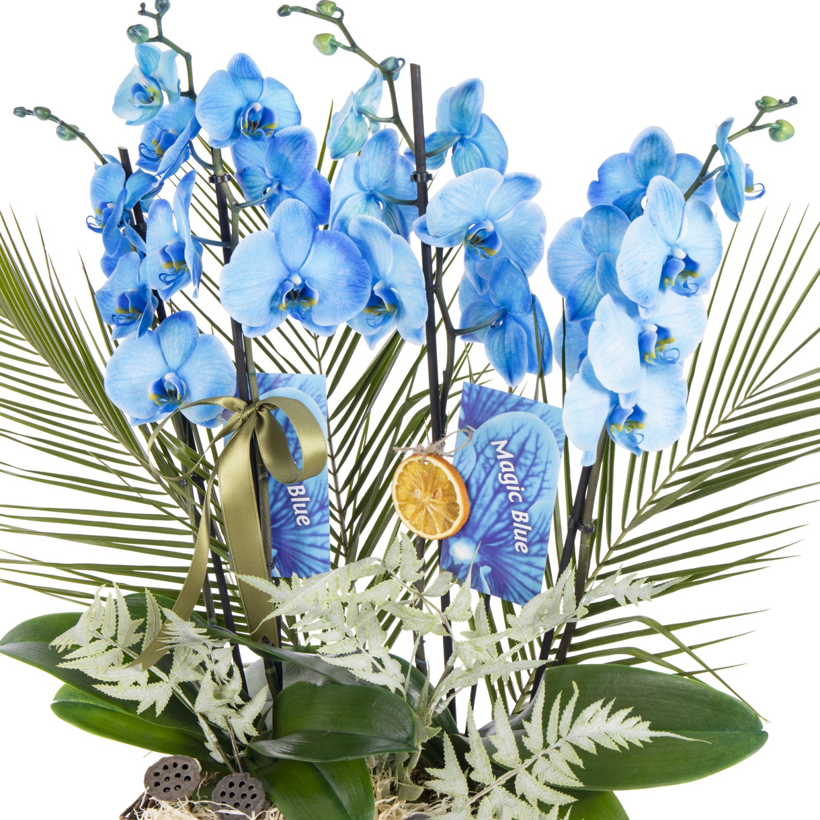 Magic Blue Luxury Orkide