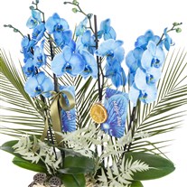 Magic Blue Luxury Orkide