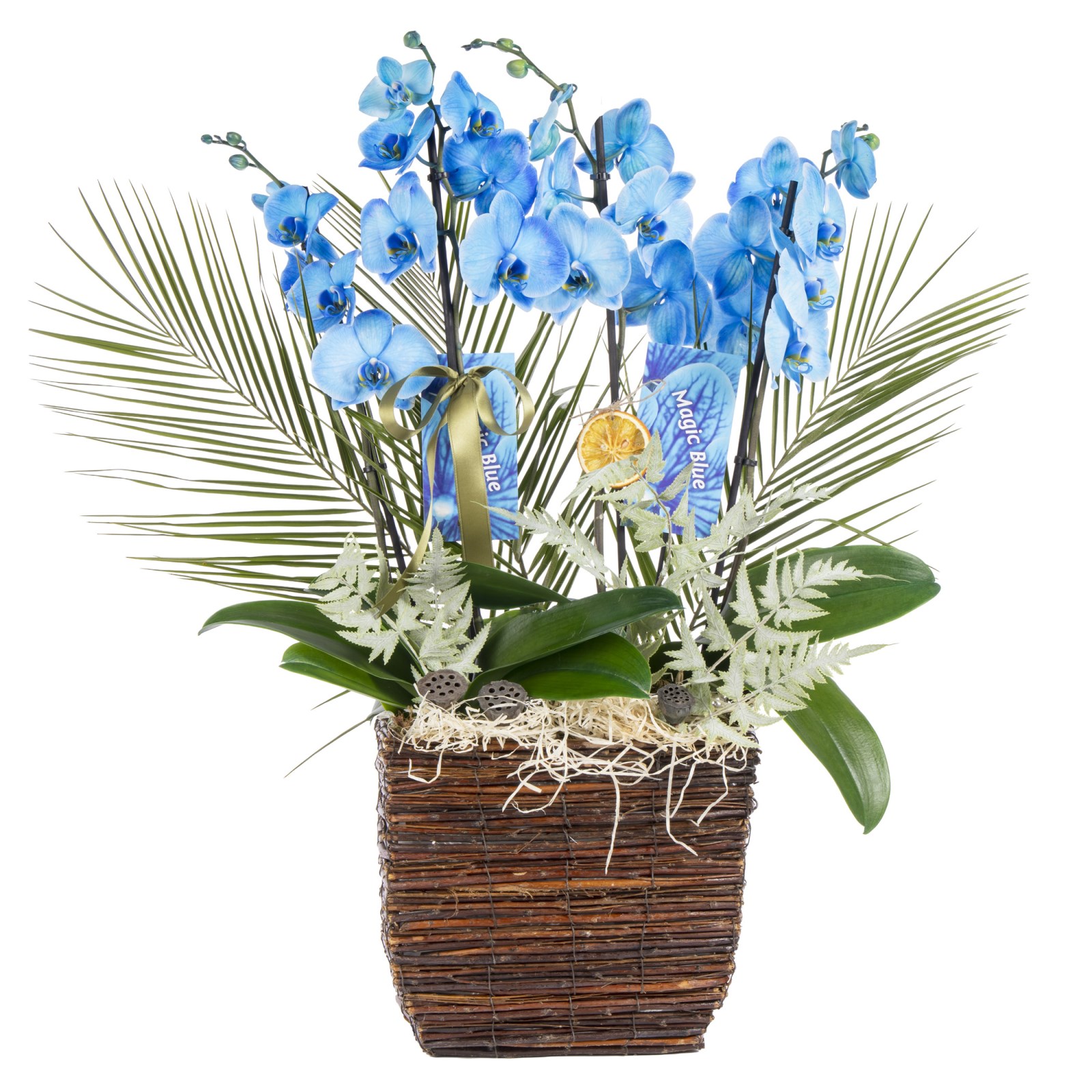Magic Blue Luxury Orkide