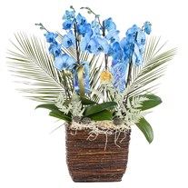 Magic Blue Luxury Orkide