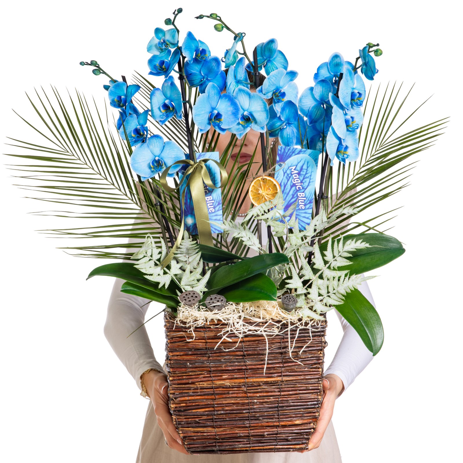 Magic Blue Luxury Orkide