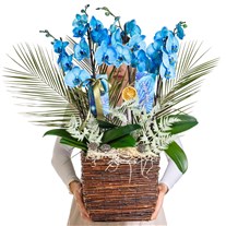 Magic Blue Luxury Orkide