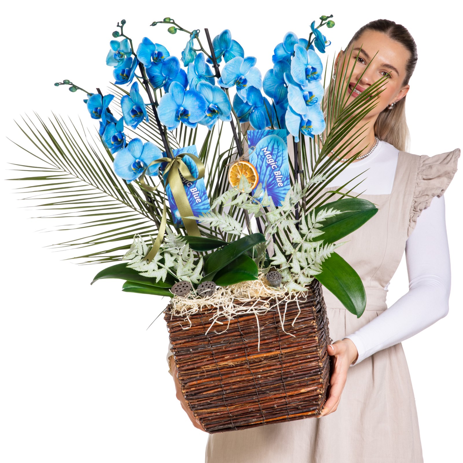 Magic Blue Luxury Orkide