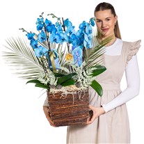 Magic Blue Luxury Orkide