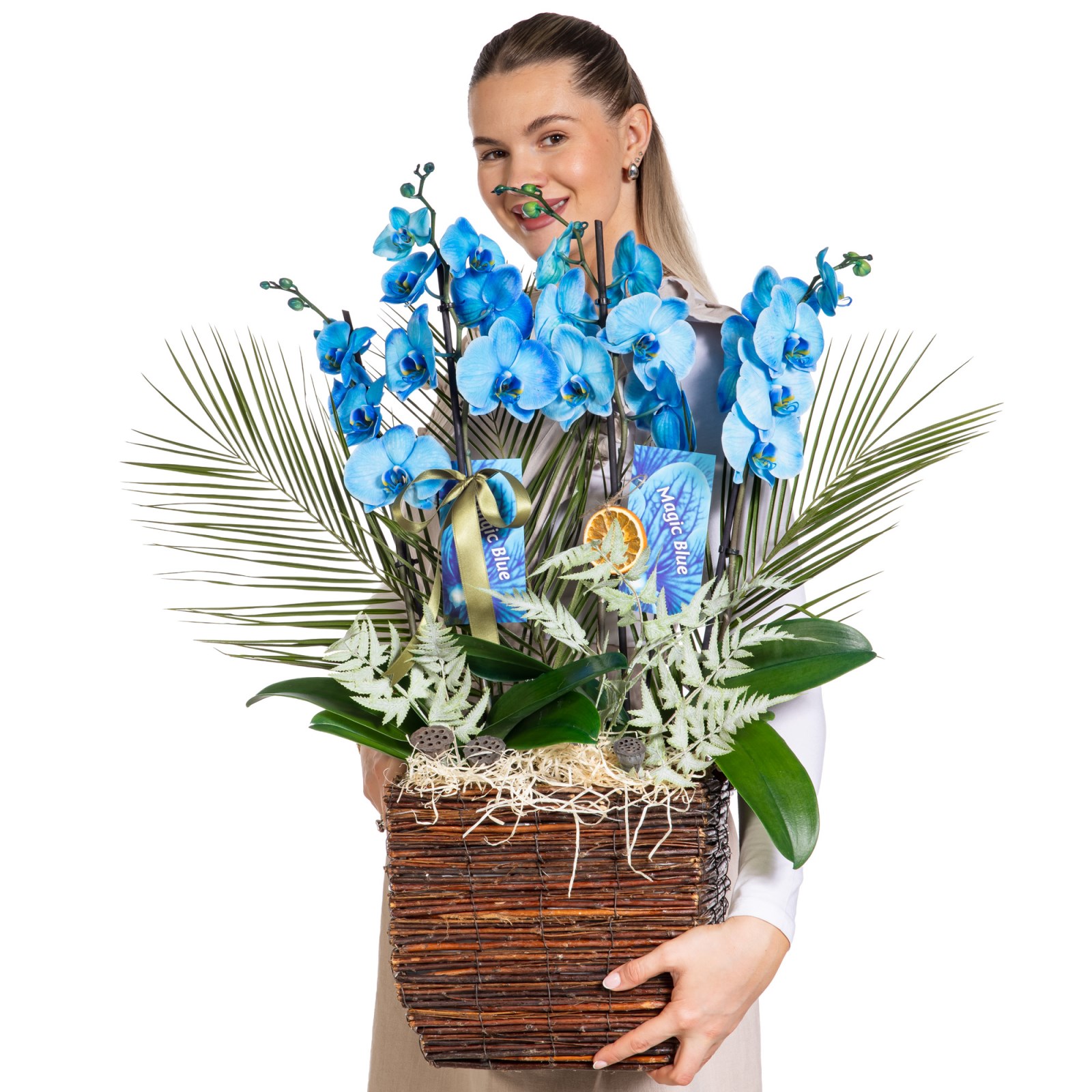 Magic Blue Luxury Orkide
