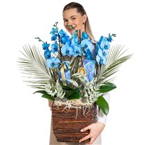 Magic Blue Luxury Orkide