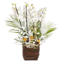 Orchid Aura Designer Collection