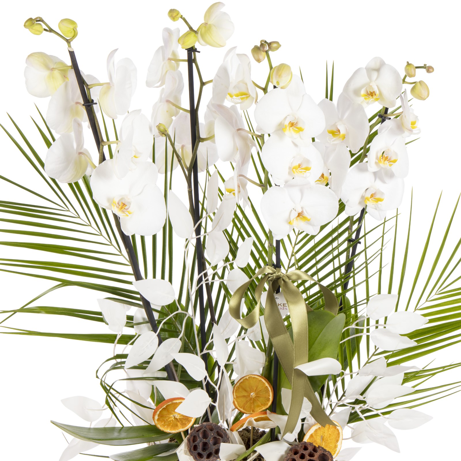 Orchid Aura Designer Collection