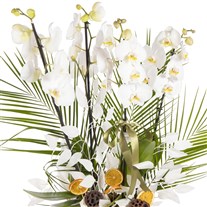 Orchid Aura Designer Collection