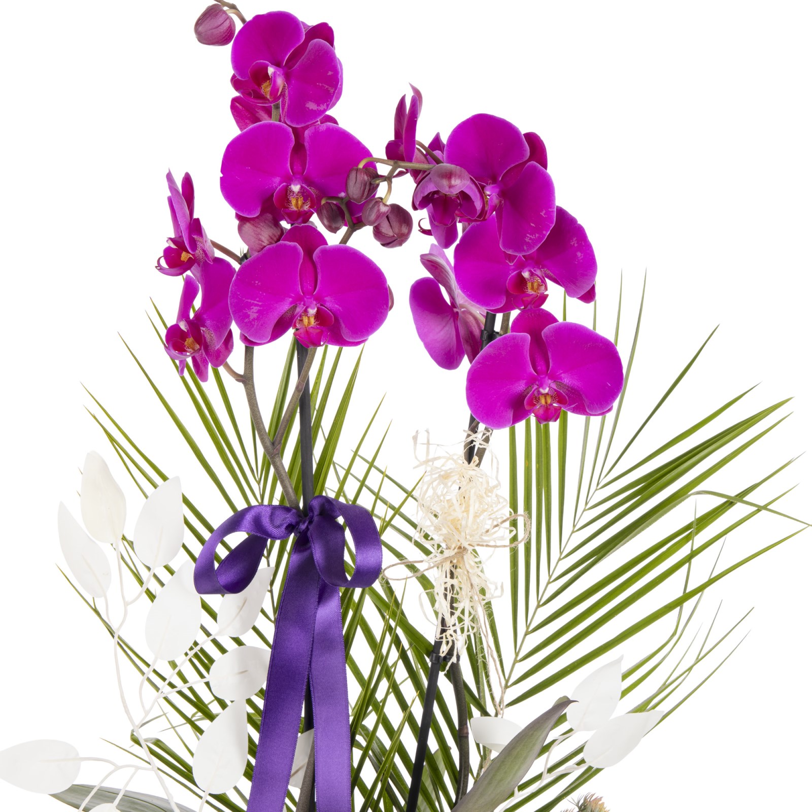Royal Bloom Orchid Luxury Edition