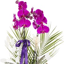 Royal Bloom Orchid Luxury Edition