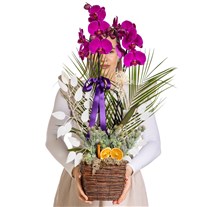 Royal Bloom Orchid Luxury Edition