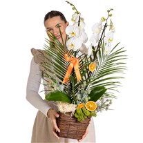Heavenly White Orchid Prestige Arrangement