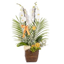 Heavenly White Orchid Prestige Arrangement