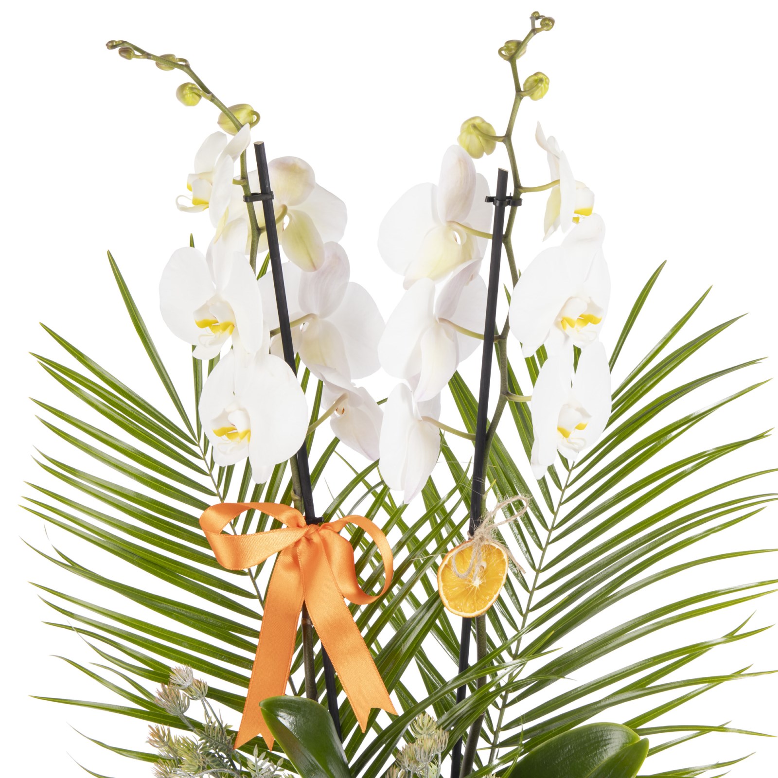 Heavenly White Orchid Prestige Arrangement