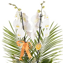 Heavenly White Orchid Prestige Arrangement