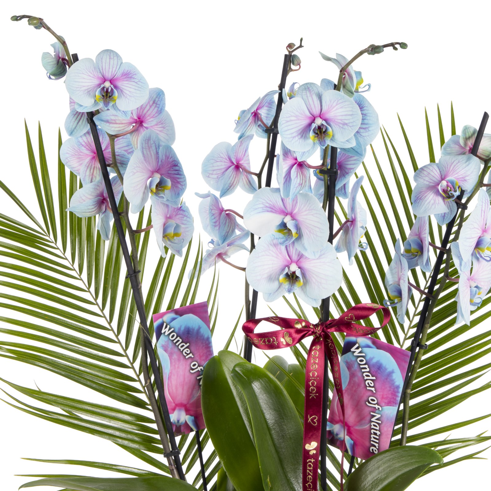 Noble Garden Orkide Prestige Collection