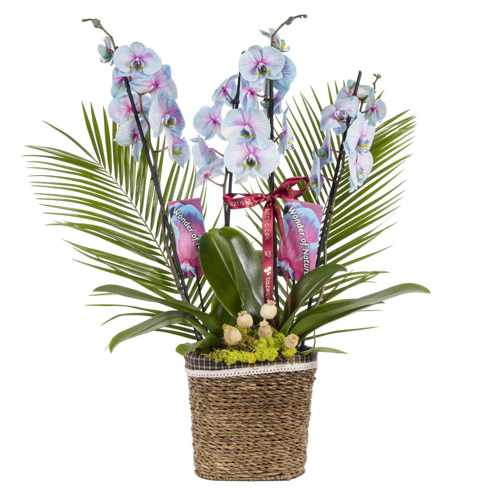 Noble Garden Orkide Prestige Collection