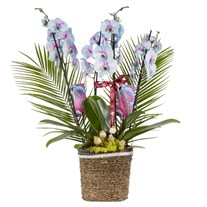 Noble Garden Orkide Prestige Collection