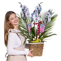 Noble Garden Orkide Prestige Collection