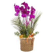 Orchid Infinity Premium Experience