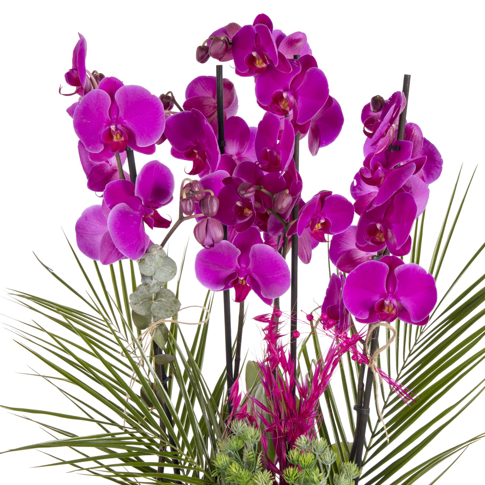 Orchid Infinity Premium Experience