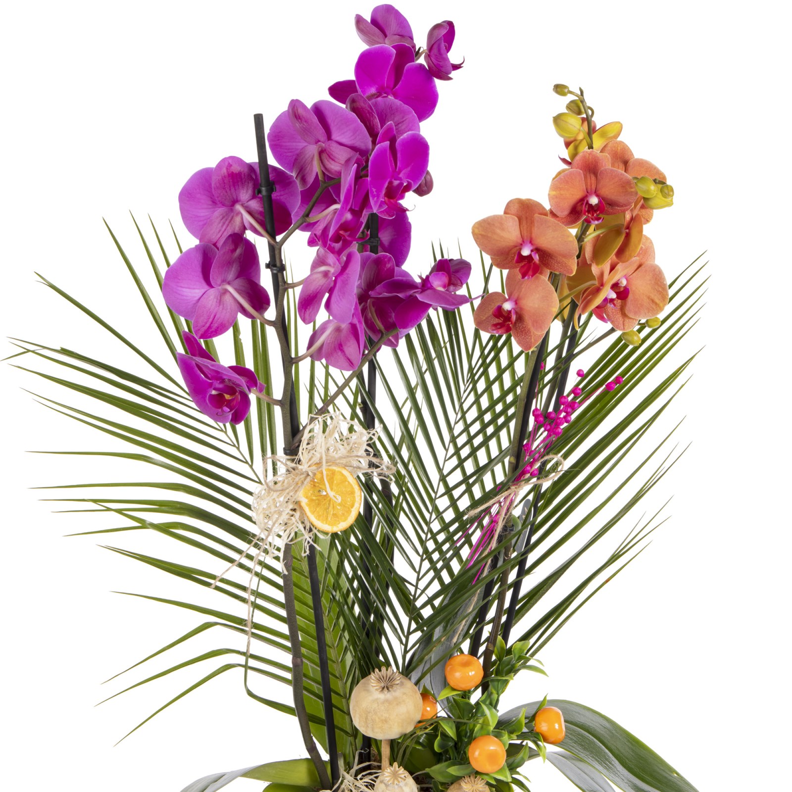 Exotic Color Orchid Symphony
