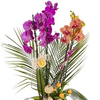 Exotic Color Orchid Symphony
