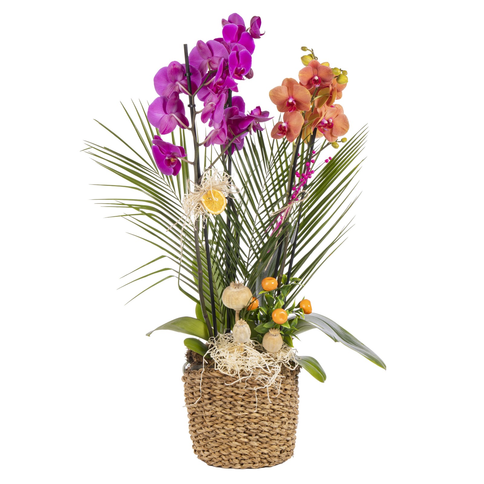 Exotic Color Orchid Symphony