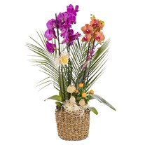 Exotic Color Orchid Symphony