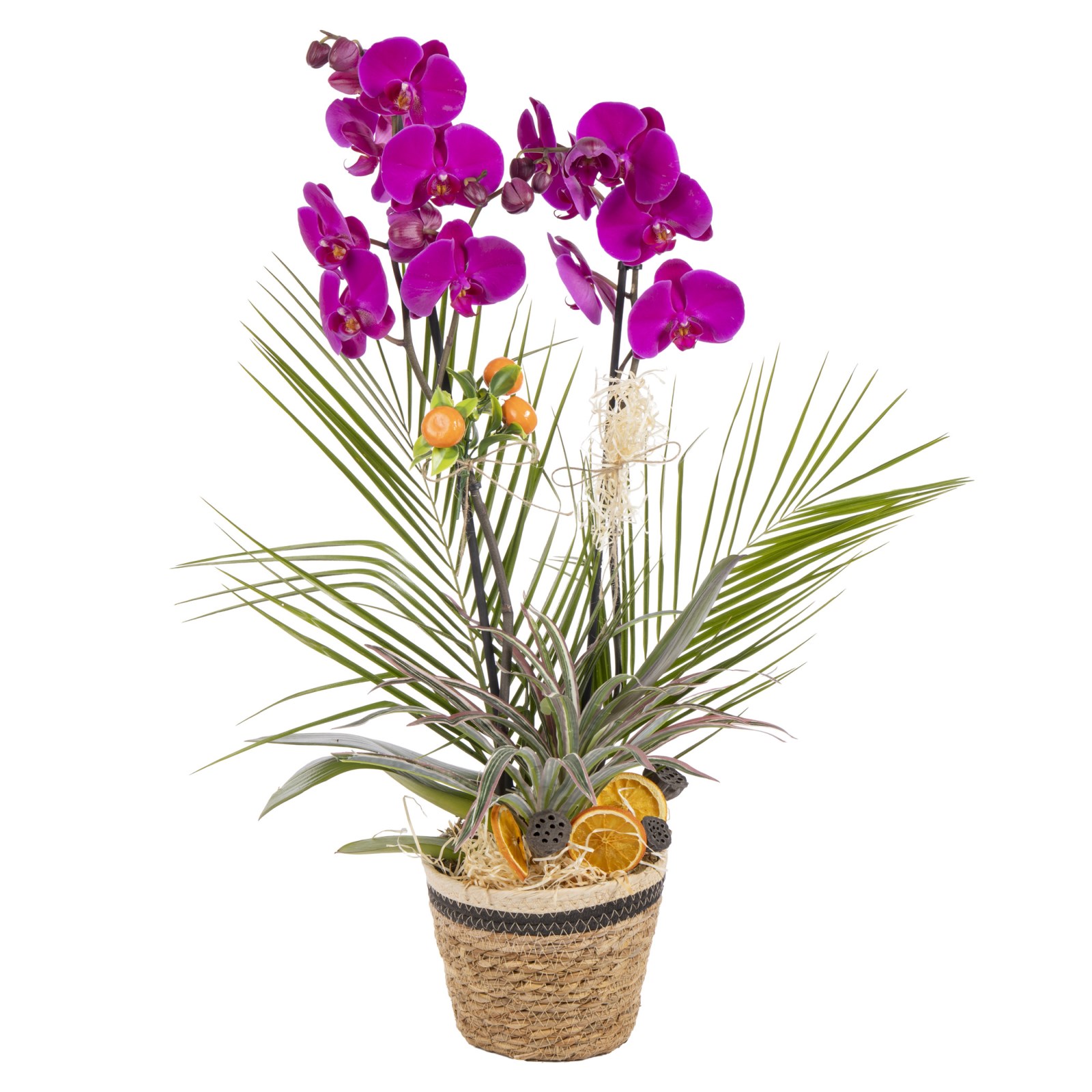 Velvet Orchid Dream Luxury Design