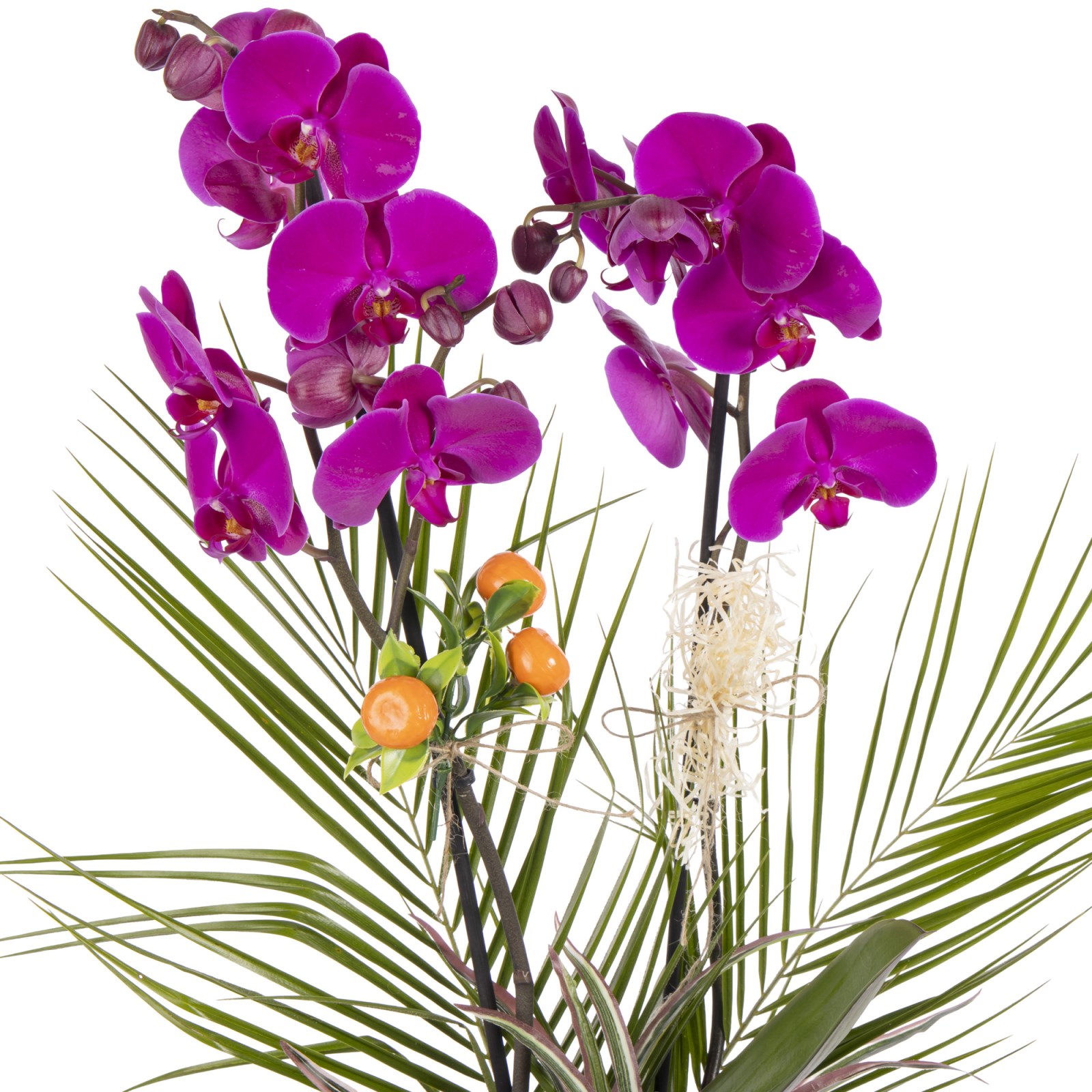 Velvet Orchid Dream Luxury Design