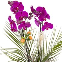 Velvet Orchid Dream Luxury Design