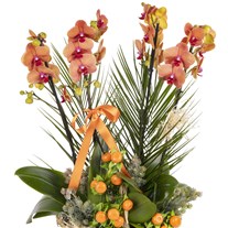 Imperial Bloom Luxury Orkide